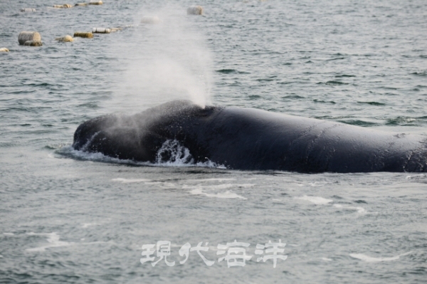 2015년 남해에서 북방긴수염고래