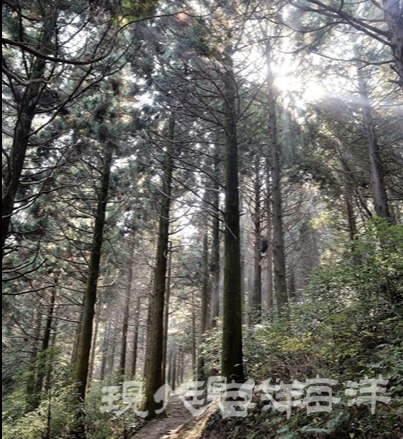 일제강점기 조성한 것으로 알려진 알려진 봉래산 편백나무 숲