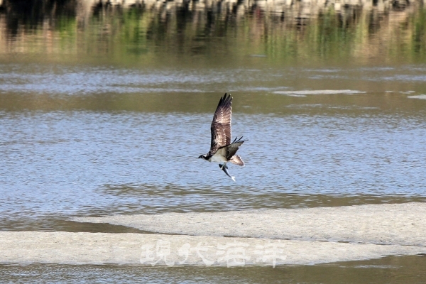 물수리가 숭어 머리를 앞쪽으로 가도록 잡은 채 날고 있다.