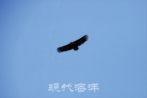 한탄강 상공을 비행하는 독수리