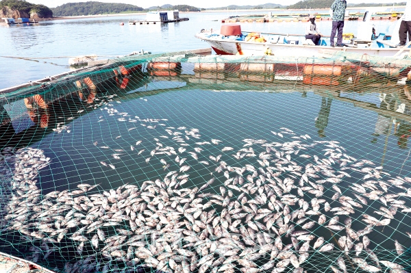 올 여름 고수온으로 양식장 물고기가 대량 폐사했다.(사진 출처_수협중앙회)