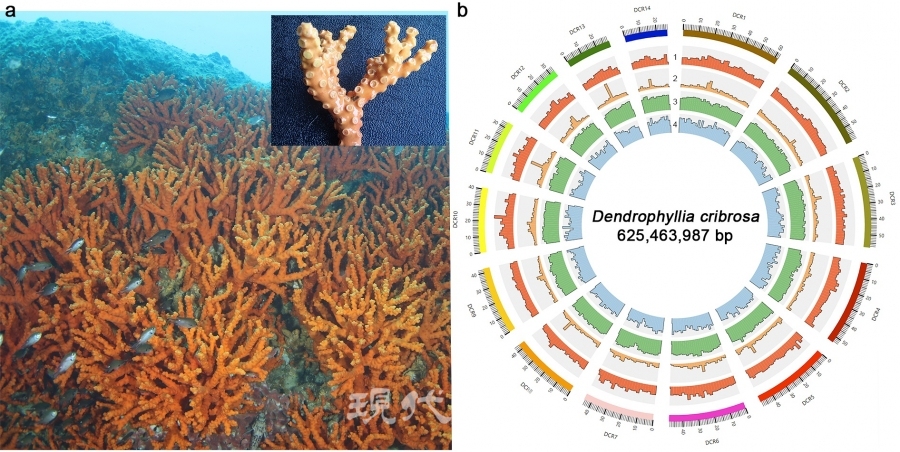 유착나무돌산호 및 유전체 구조