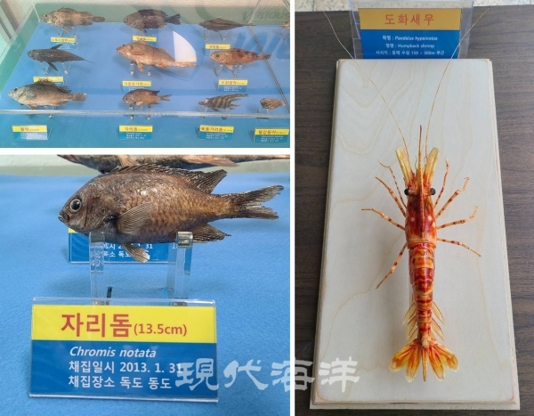 자리돔, 도화새우 등 독도에 서식하는 해양생물 박제표본 사진