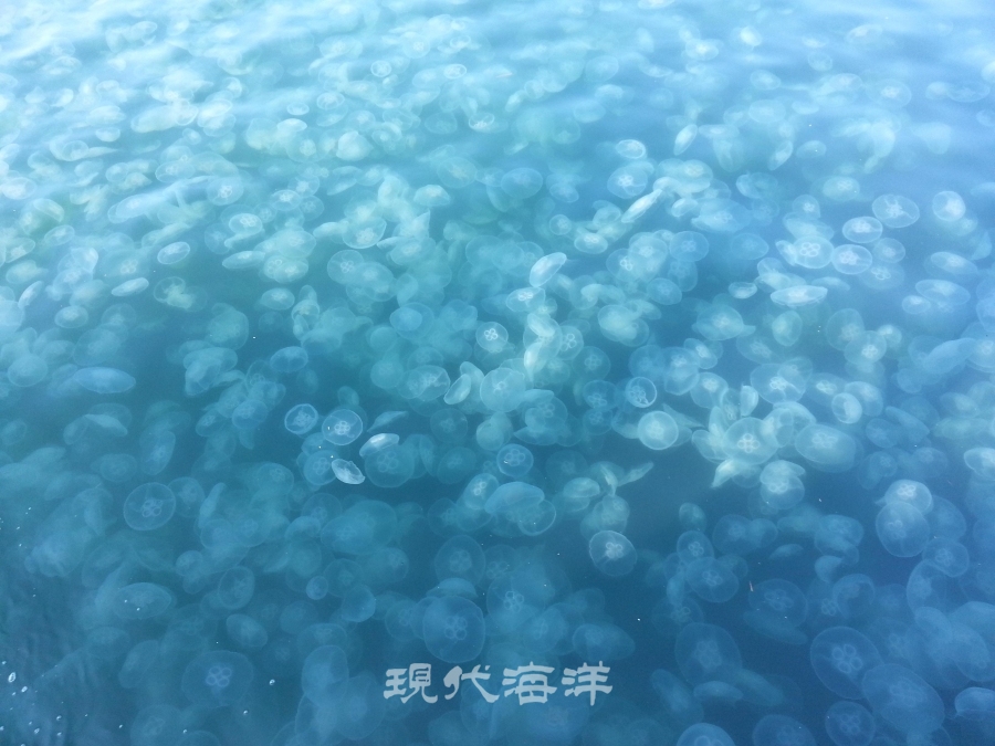대량 발생한 보름달물해파리 (출처_국립수산과학원)